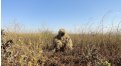 Маскировочный халат Taganrog Друид – купить по цене 3500 руб. в интернет-магазине в городе Санкт-Петербург картинка 17